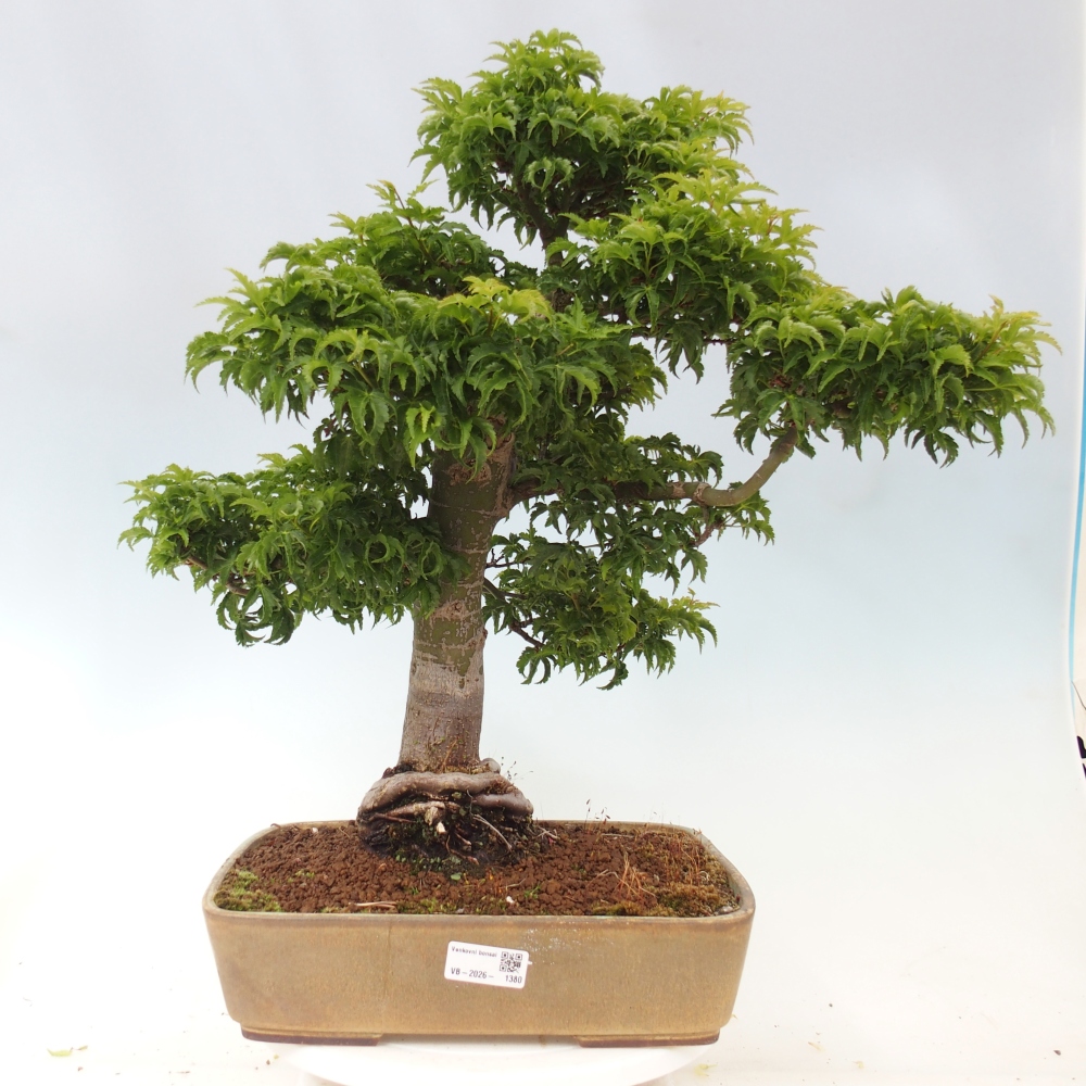 Bonsai für draußen -Javor-Palme Acer palmatum Shishigashira