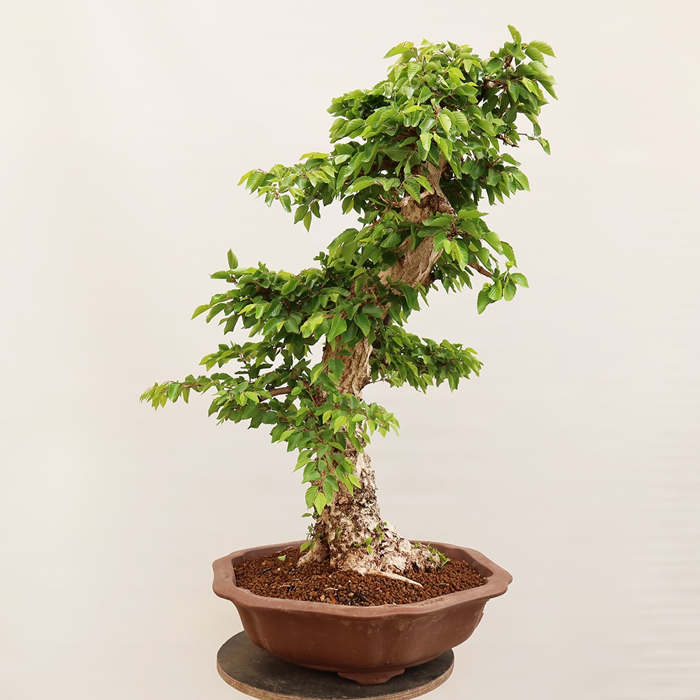Bonsai im Freien - Carpinus Coreana - Koreanische Hainbuche