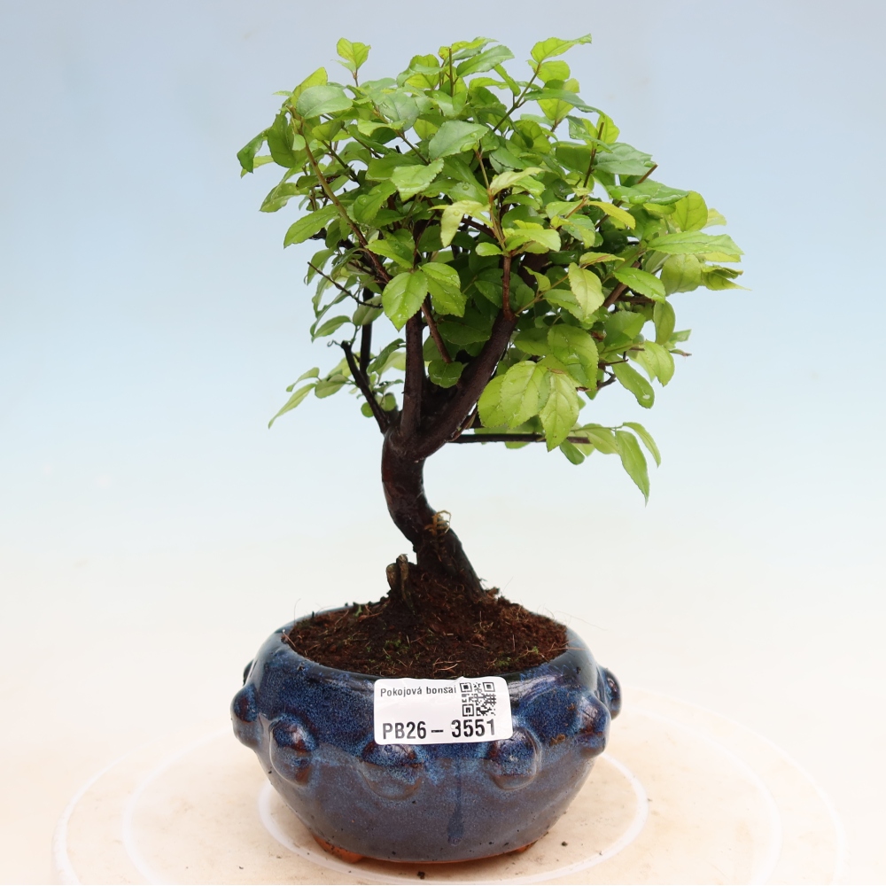 Zimmer Bonsai - Sageretia thea - Sageretia thea