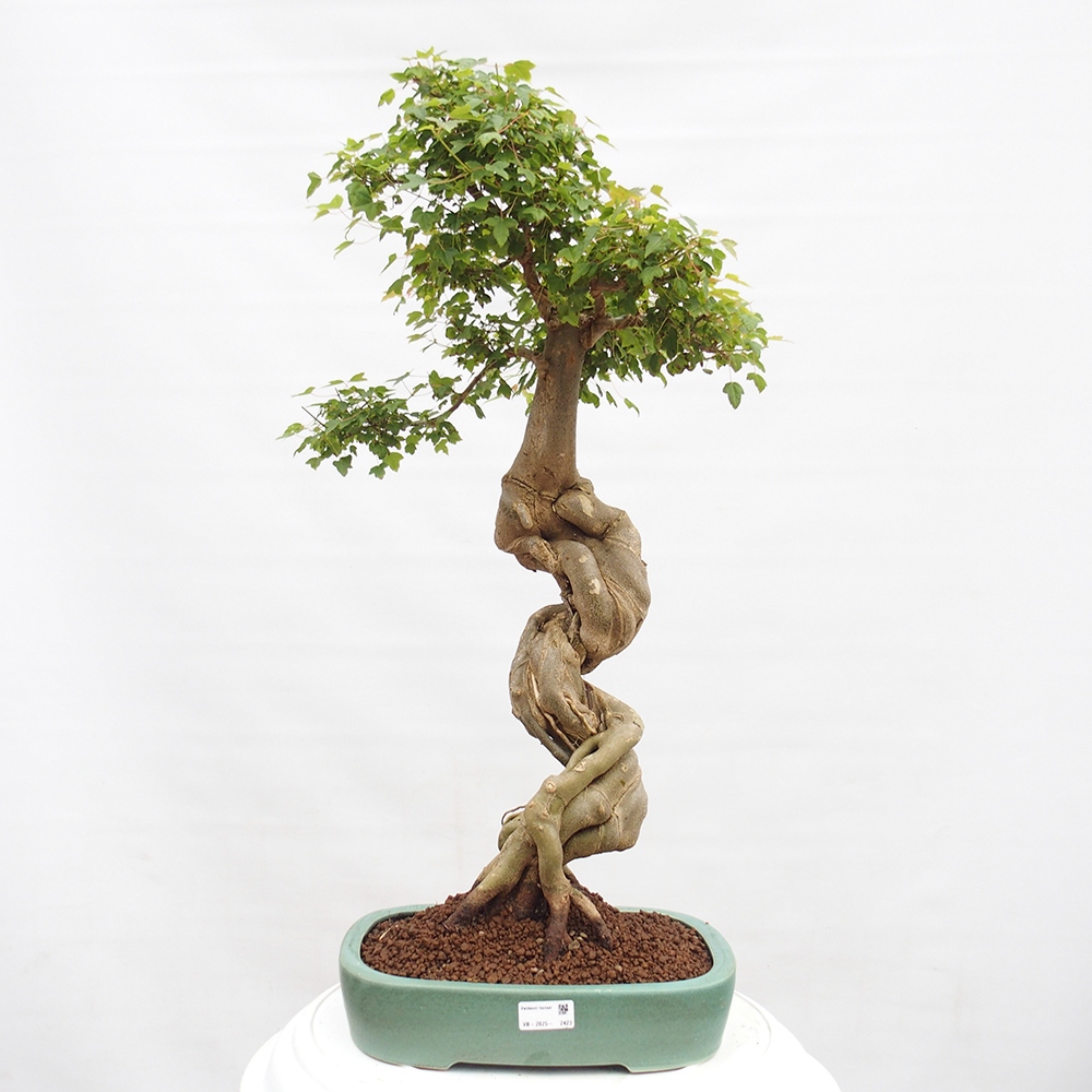Bonsai im Freien - Ahorn Buergerianum - Burger Maple