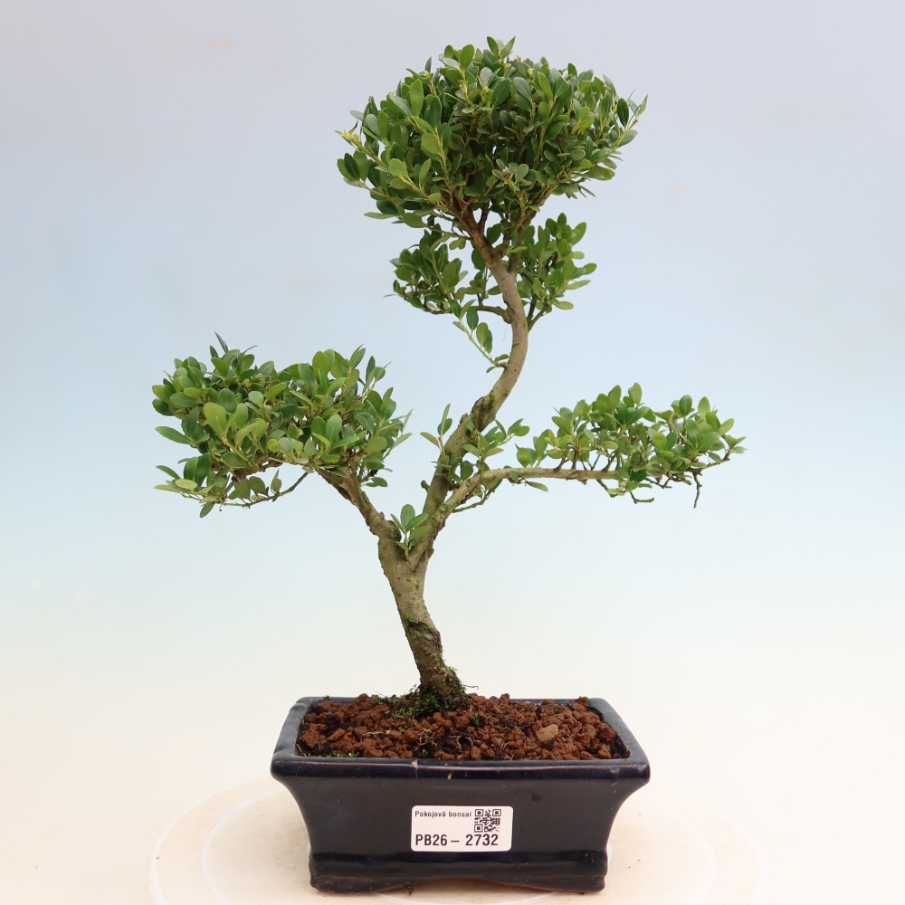 Zimmer Bonsai - Ilex crenata - Stechpalme