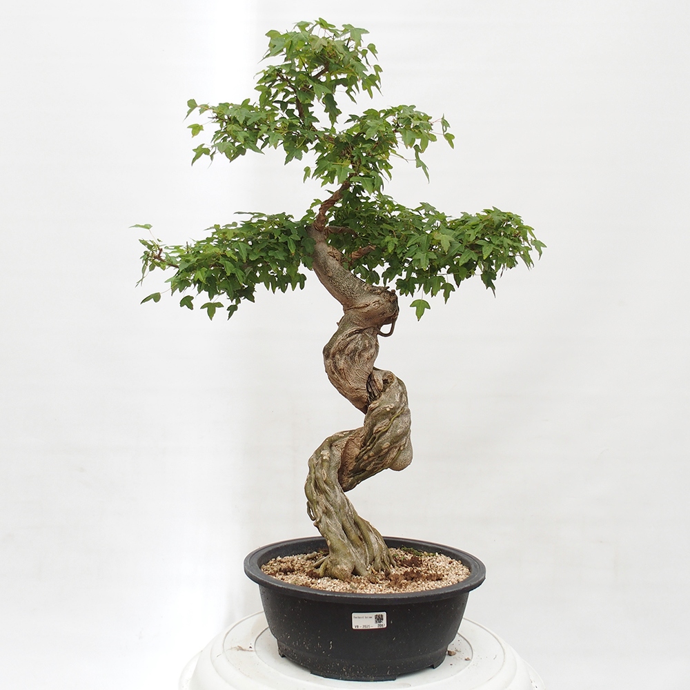 Bonsai im Freien - Ahorn Buergerianum - Burger Maple
