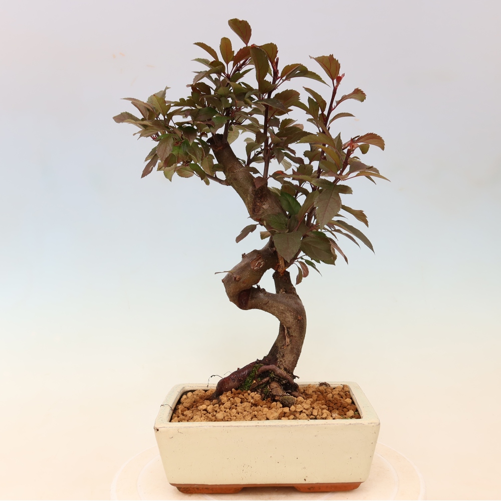 Outdoor-Bonsai -Malus domestica - Kleinfrüchtiger rotblättriger Apfelbaum