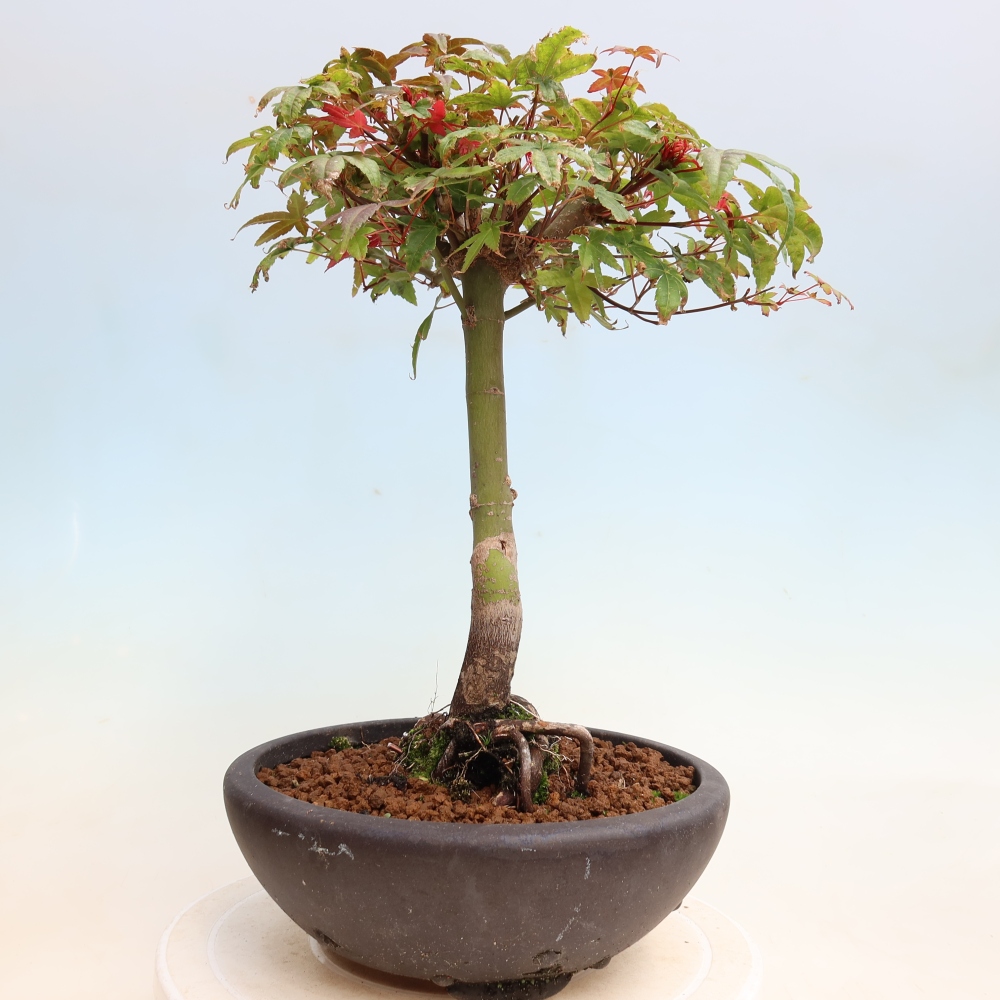 Bonsai für draußen - Acer palmatum DESHOJO
