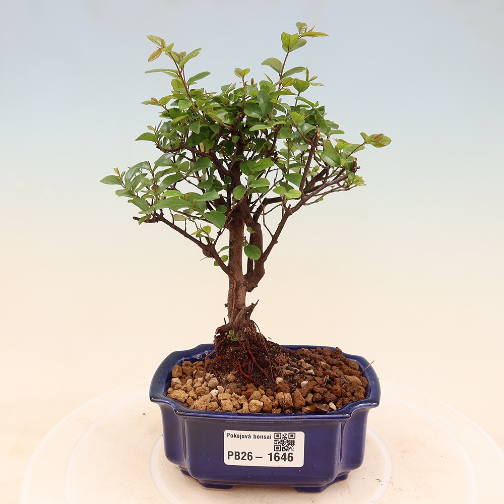 Zimmer Bonsai - Sageretia thea - Sageretia thea