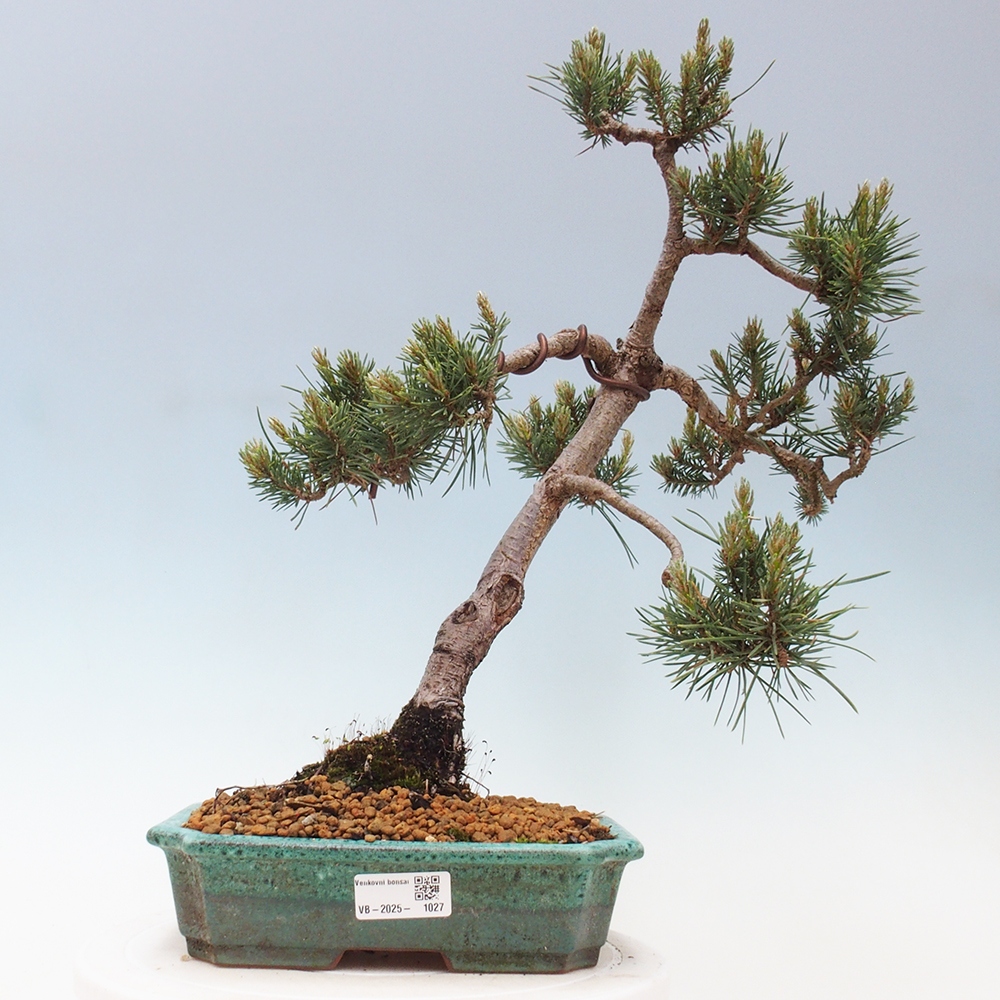 Bonsai im Freien - Pinus Sylvestris - Waldkiefer