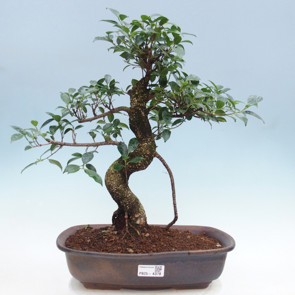 Zimmerbonsai - Ficus retusa - Kleinblättriger Ficus