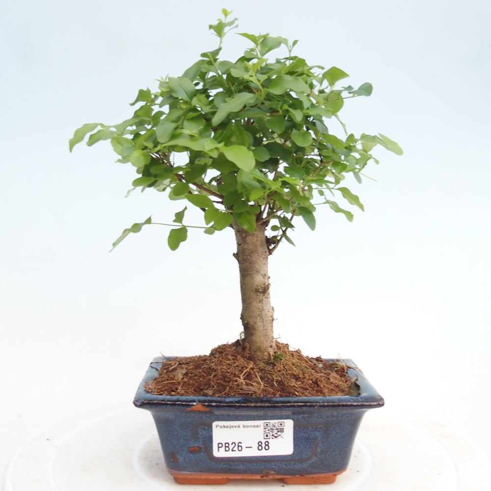 Zimmer Bonsai -Ligustrum chinensis - Vogelschnabel