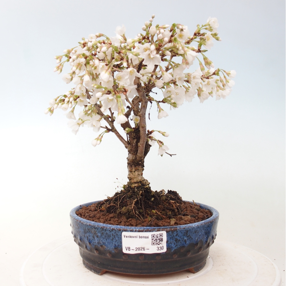 Bonsai für draußen - Prunus incisa Kojou-no mai-Plivon ausgeschnitten