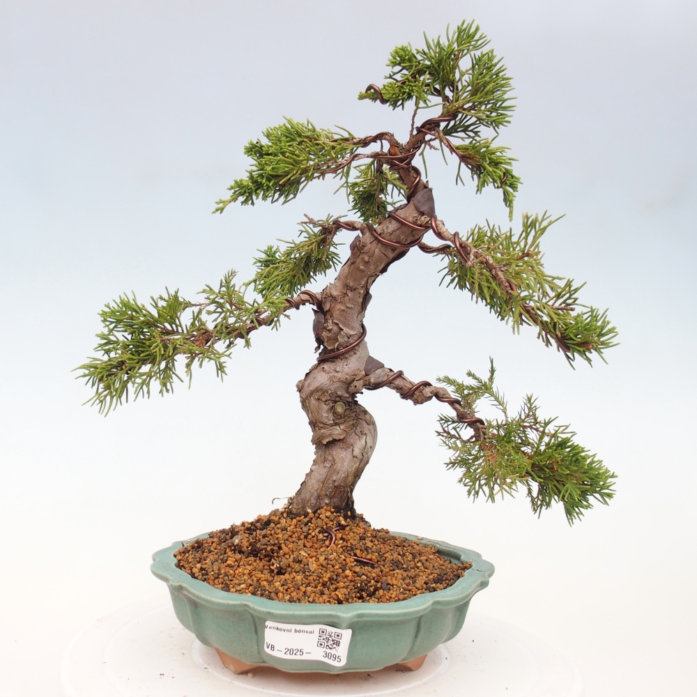 Outdoor bonsai - Juniperus chinensis Itoigawa - Chinese juniper