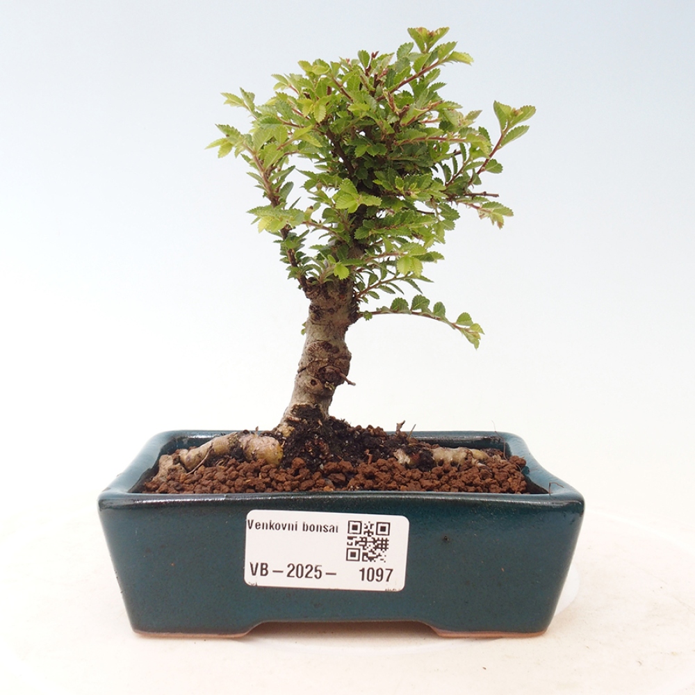 Bonsai im Freien - Ulmus parvifolia Sagei - Kleinblättrige Ulme