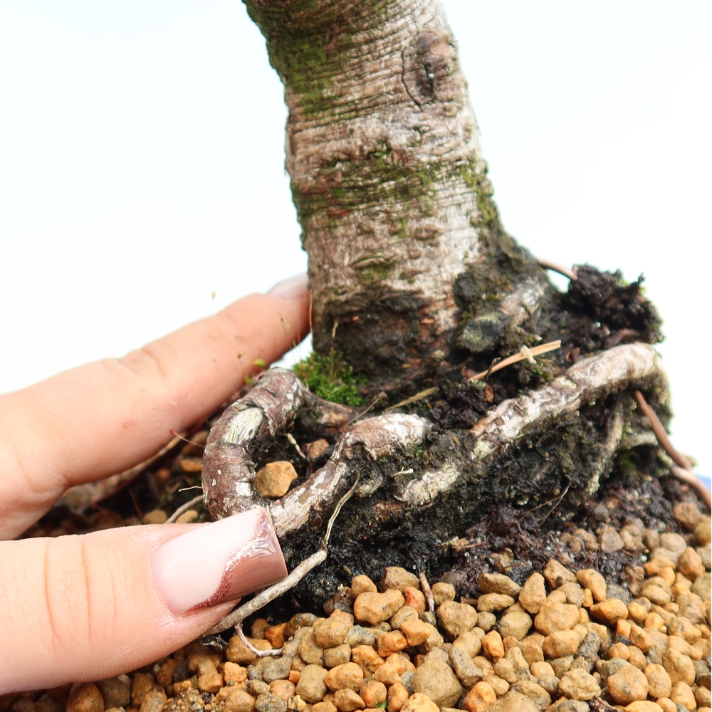 Bonsai für den Außenbereich – Pinus mugo Humpy – Zwergkiefer