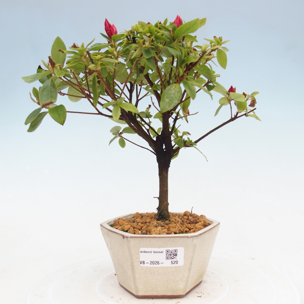 Bonsai für draußen - Japanische Azalee - Azalea sp.