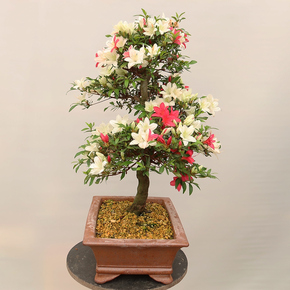 Bonsai für draußen - Japanische Azalee - Azalee CHIHIRO