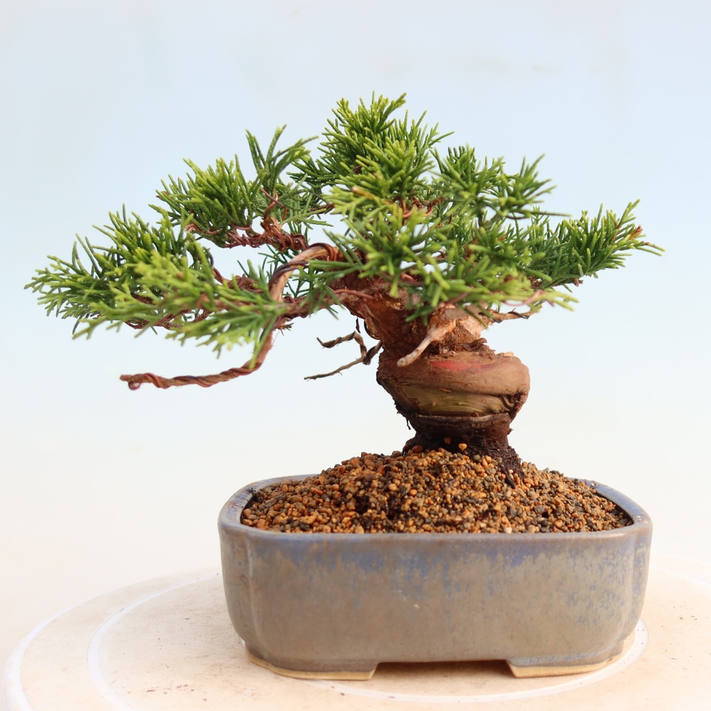 Outdoor bonsai - Juniperus chinensis Itoigawa - Chinese juniper