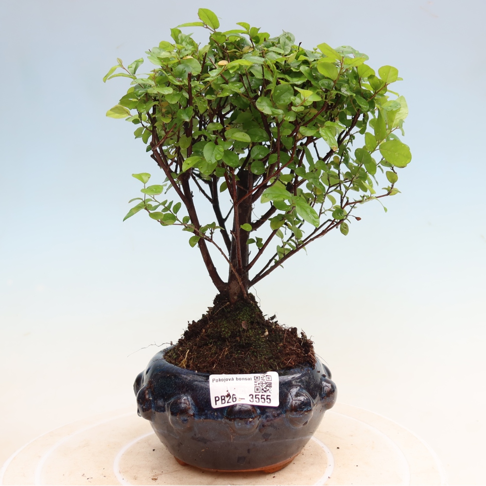 Zimmer Bonsai - Sageretia thea - Sageretia thea