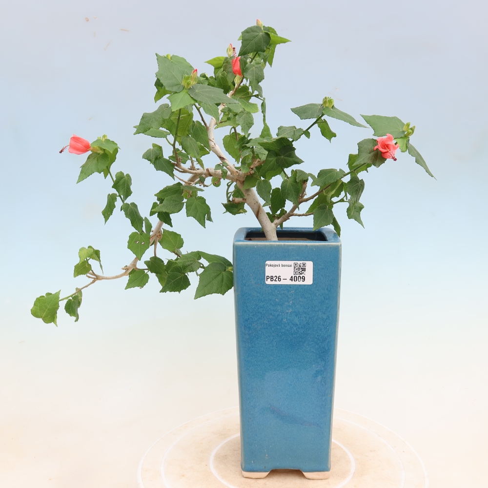 Zimmerbonsai - Malvaviscus arboreus