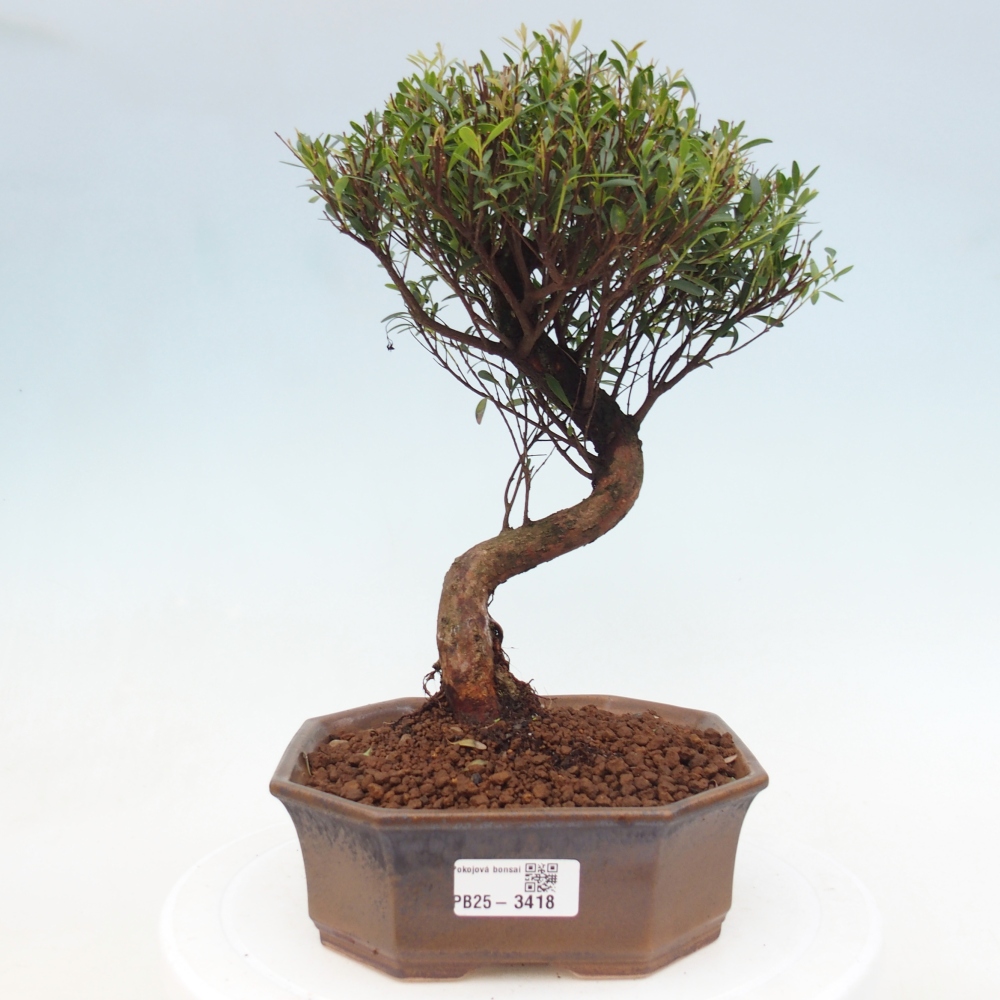 Zimmer Bonsai - Syzygium - Piment