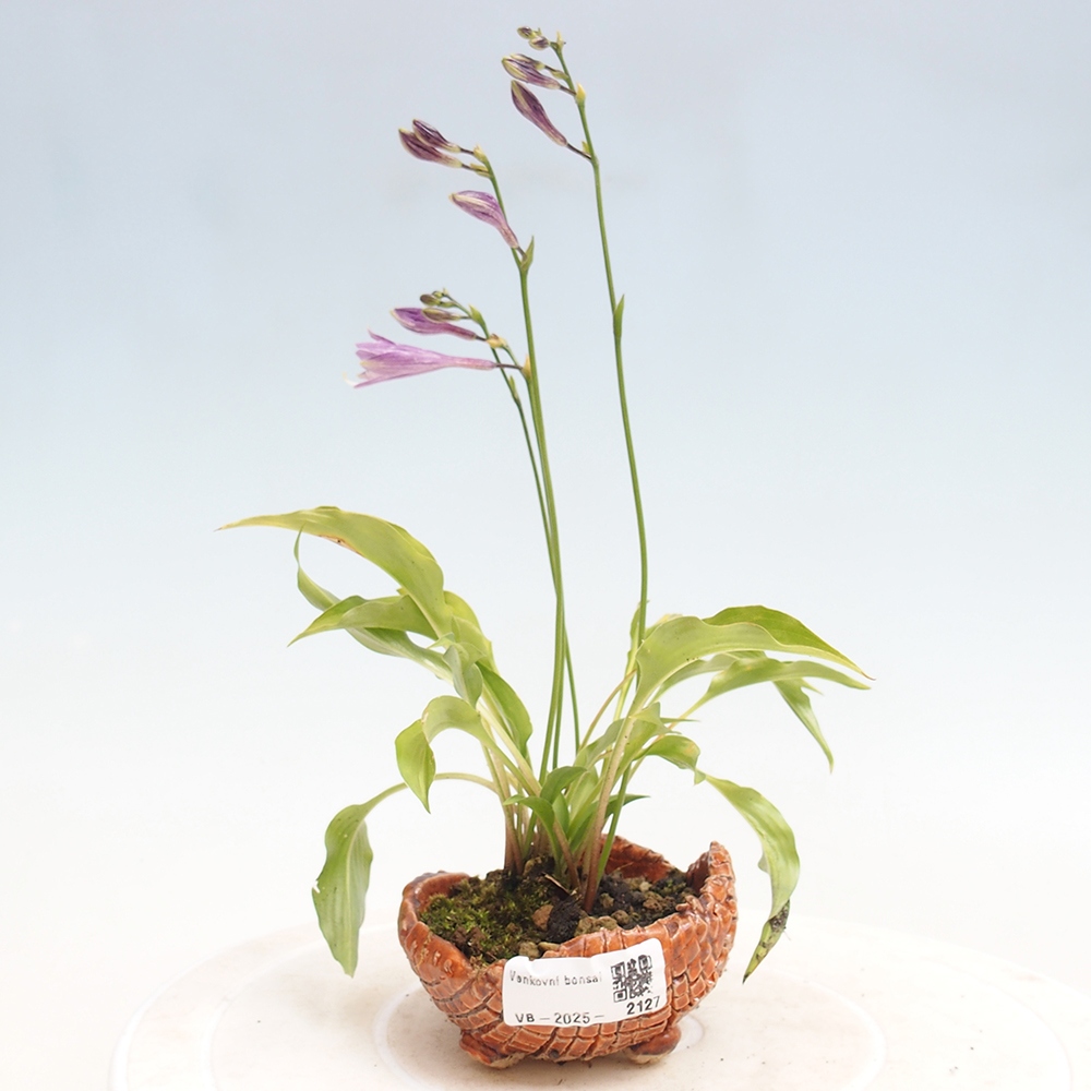 Bonsai im Freien - Mini Hosta - Göttin