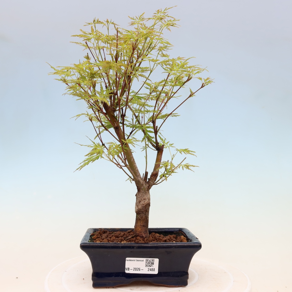 Bonsai im Freien - Acer palmatum Dissectum - japanischer Ahorn 