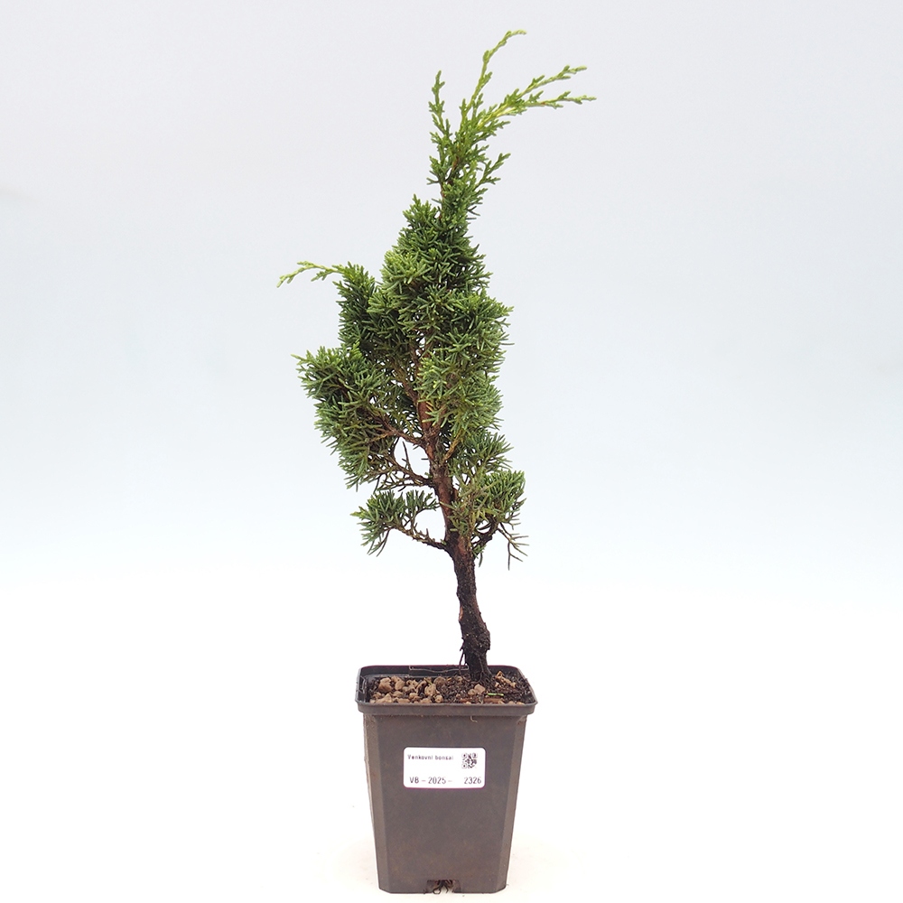 Outdoor-Bonsai - Juniperus chinensis Kishu - Chinesischer Wacholder