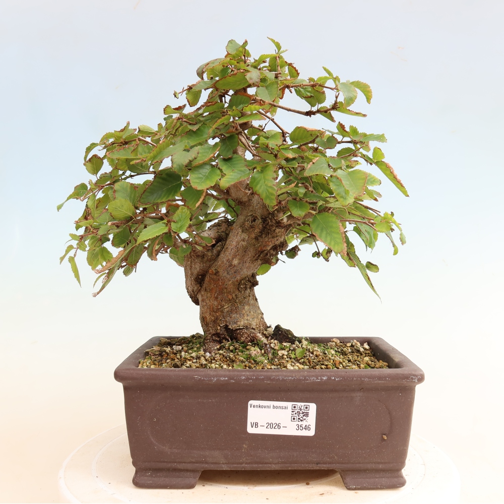 Bonsai für draußen -Carpinus CARPINOIDES - Koreanische Hainbuche