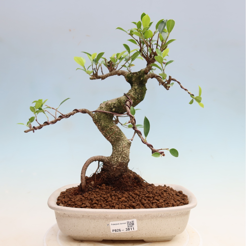 Zimmerbonsai - Ficus kimmen - Kleinblättriger Ficus