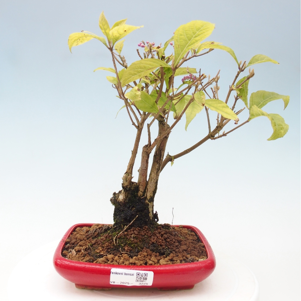 Bonsai im Freien - wunderschöne Pflanze - Callicarpa japonica