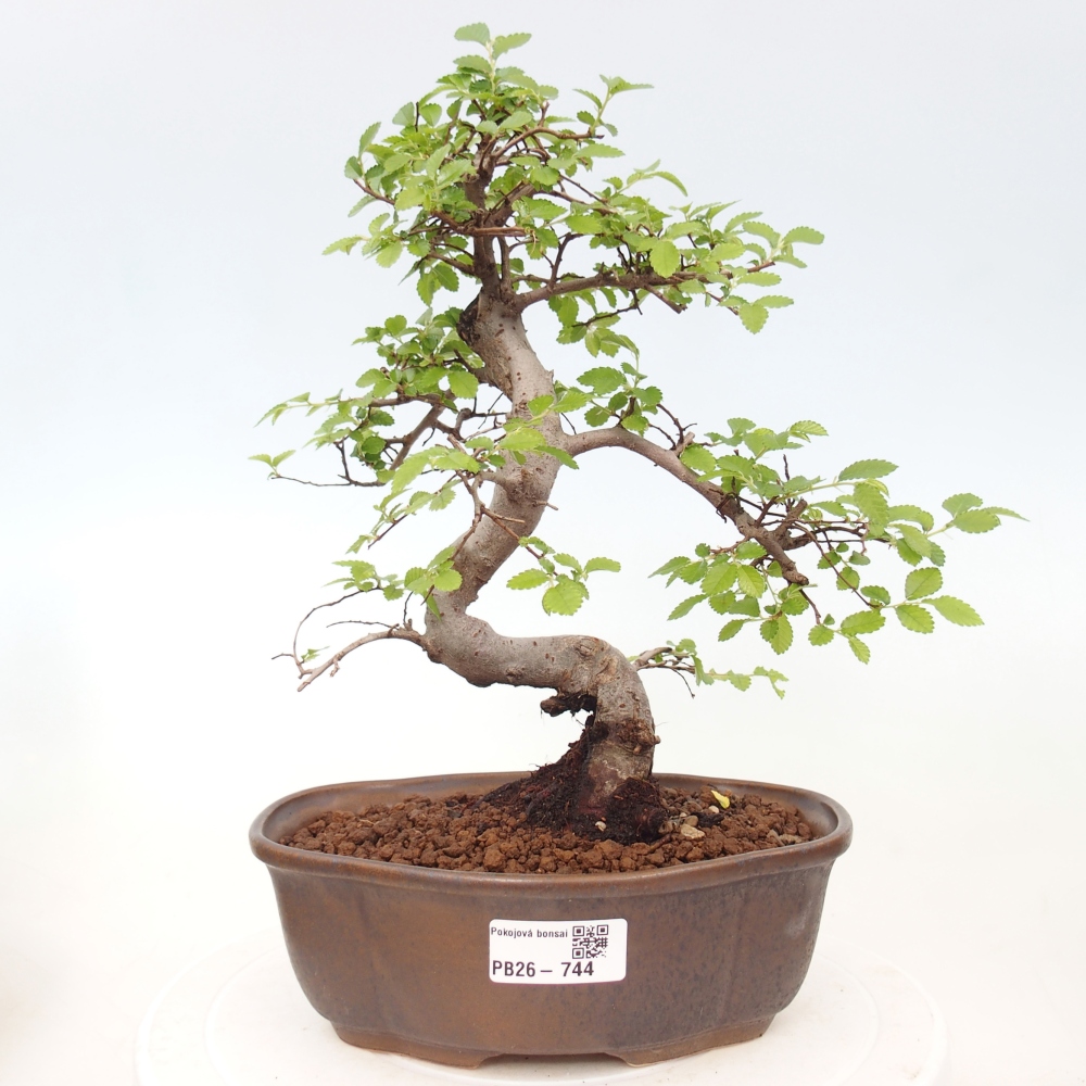 Zimmerbonsai - Ulmus parvifolia - Kleinblättrige Ulme