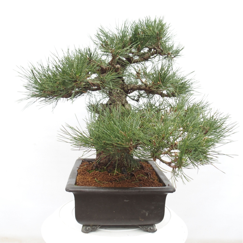 Outdoor-Bonsai - Pinus thunbergii - Thunbergkiefer