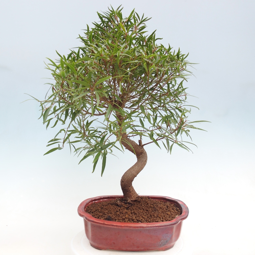Zimmerbonsai - Ficus nerifolia - Kleinblättriger Ficus