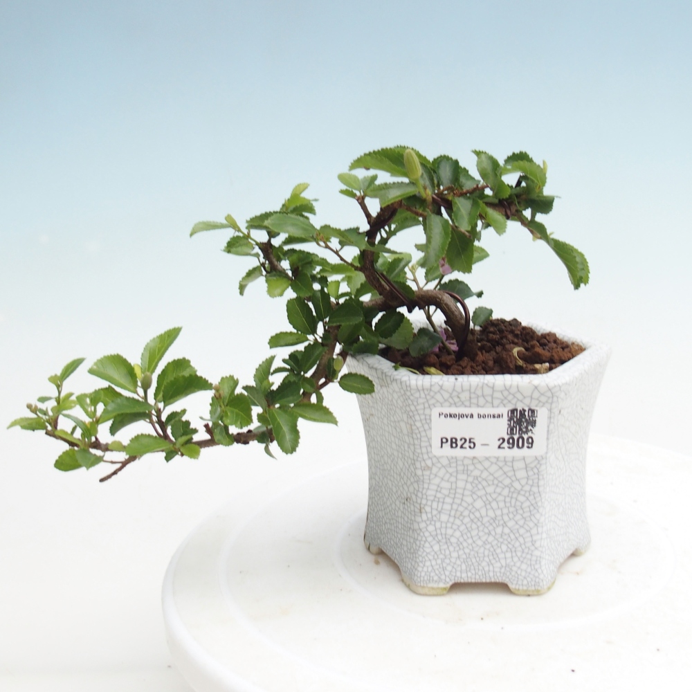 Zimmerbonsai - Grewia occidentalis - Lavendelstern