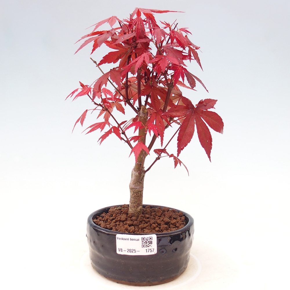Bonsai im Freien - Acer-Palme. Atropurpureum-Palmenblatt-Ahorn