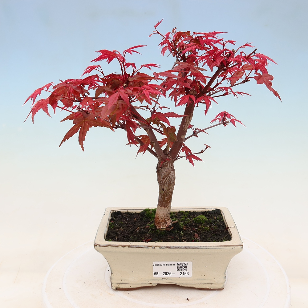 Bonsai für draußen - Acer palmatum DESHOJO