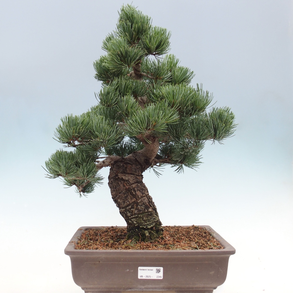 Bonsai im Freien - Pinus parviflora - kleine Kiefer