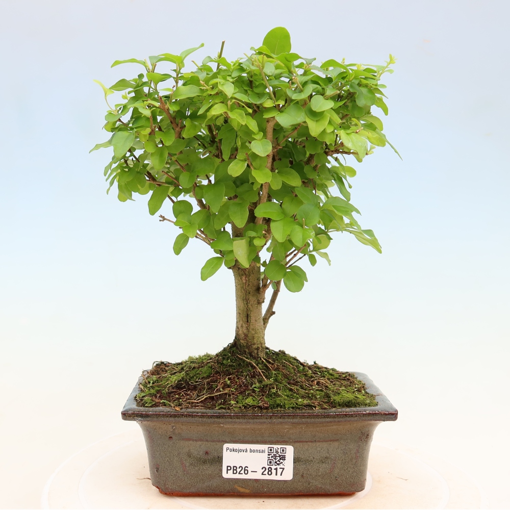 Zimmer Bonsai -Ligustrum chinensis - Vogelschnabel