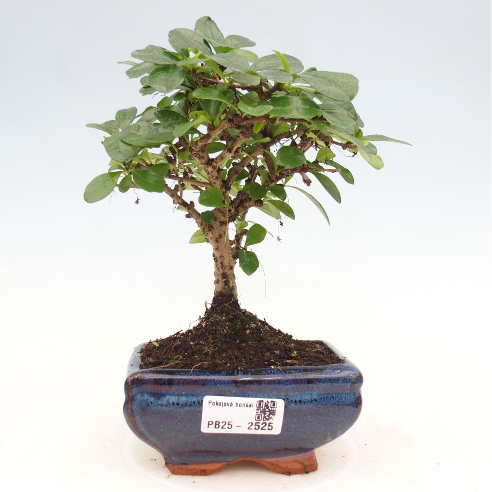 Zimmerbonsai - Carmona Macrophylla - Fuki-Tee
