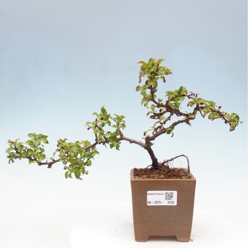 Außen Bonsai - Chaenomeles mit Red Joy -. Quitte