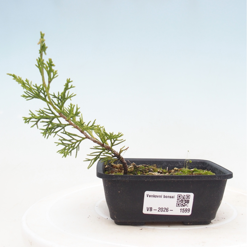 Bonsai für draußen - Juniperus chinensis Itoigawa