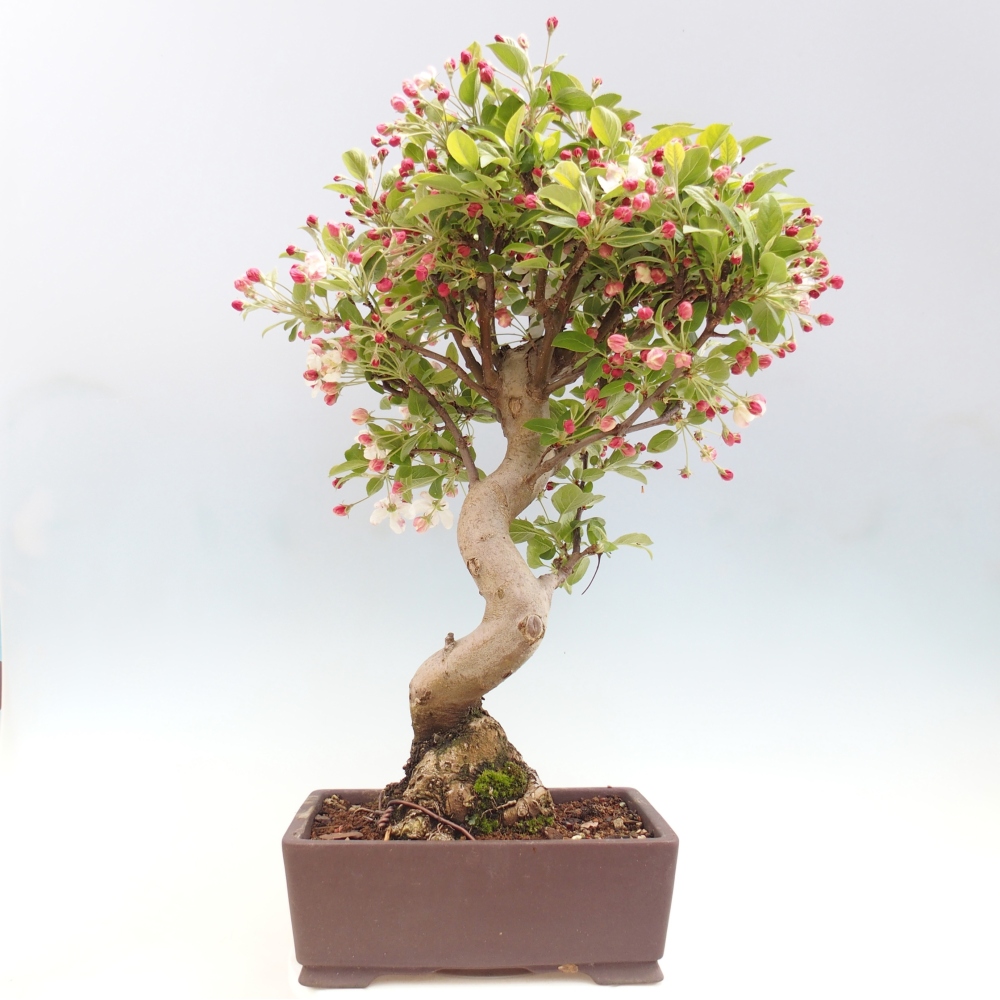 Outdoor-Bonsai -Malus halliana - Kleinfrüchtiger Apfelbaum