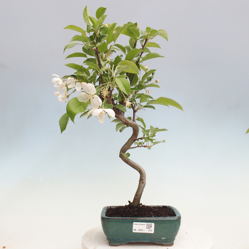Bonsai im Freien - Malus halliana - Kleinfruchtiger Apfelbaum