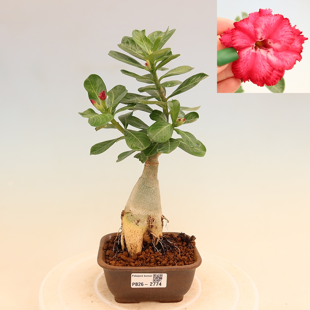 Zimmerbonsai – Adenium obesum, veredelt, V.F.S.326 – Wüstenrose