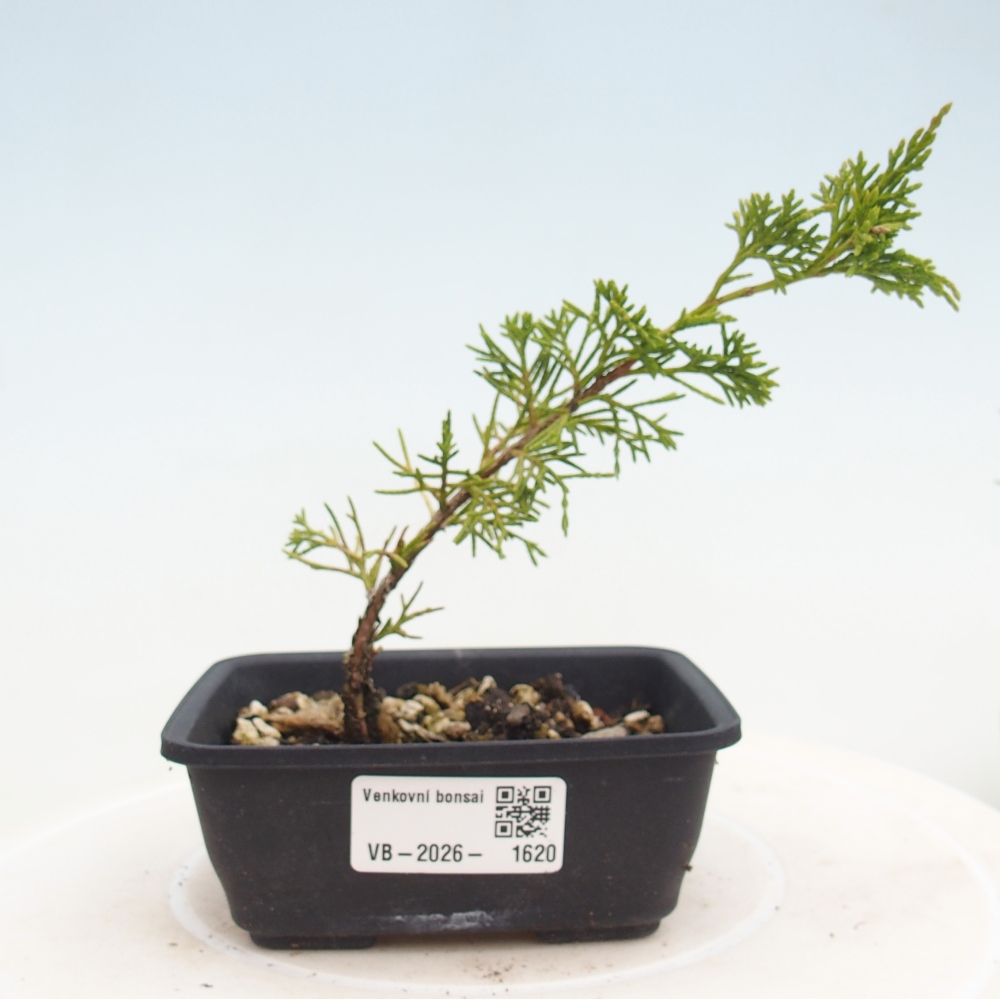 Bonsai für draußen - Juniperus chinensis Itoigawa