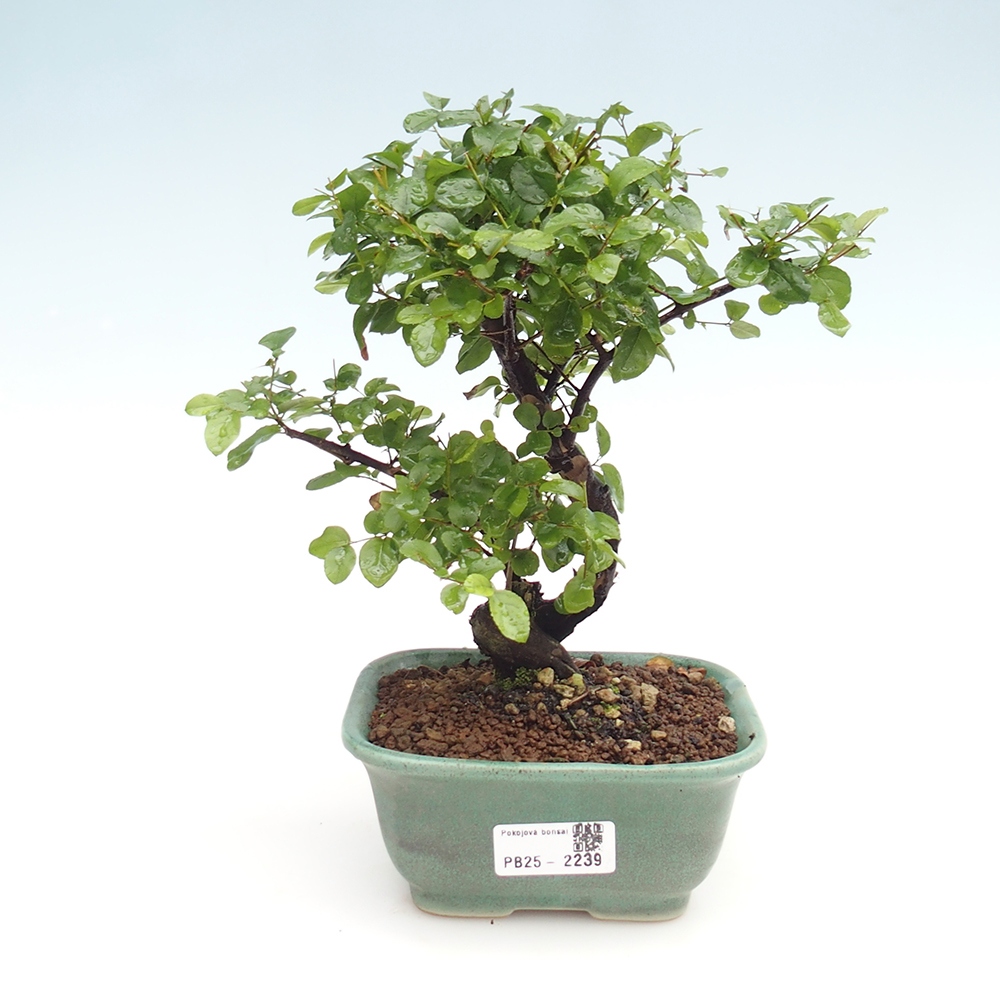 Zimmerbonsai - Sagerécie thea - Sagerécie thea