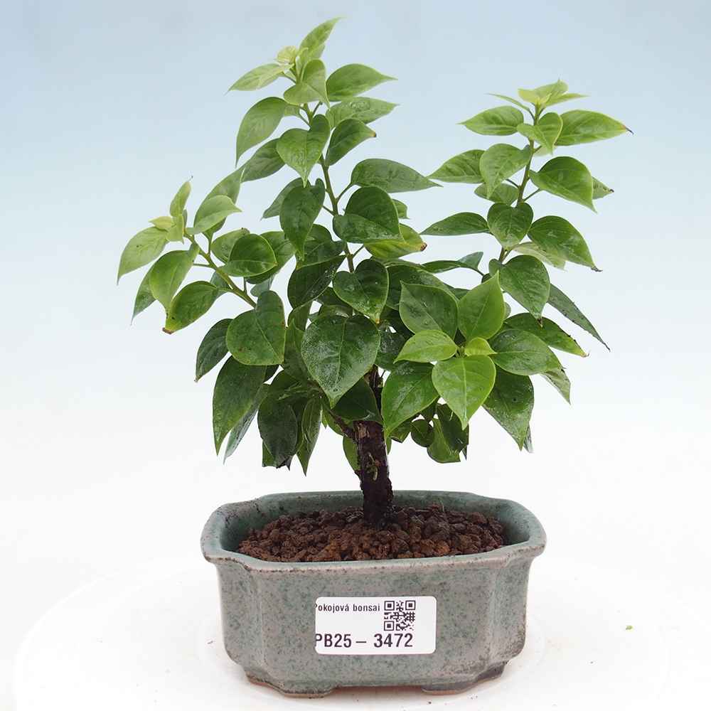 Zimmer Bonsai - Bouganwilea