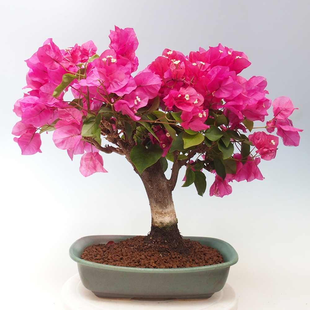 Indoor Bonsai - Bouganwilea
