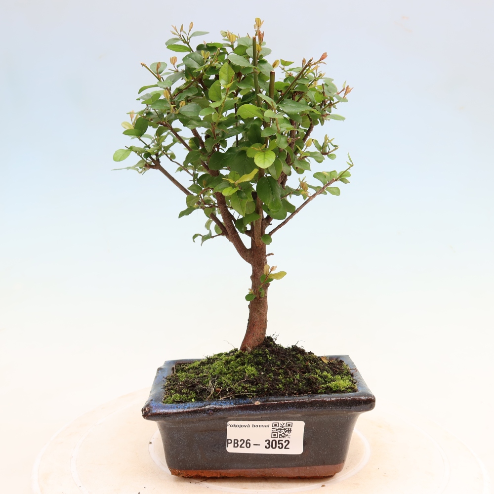 Zimmer Bonsai - Sageretia thea - Sageretia thea