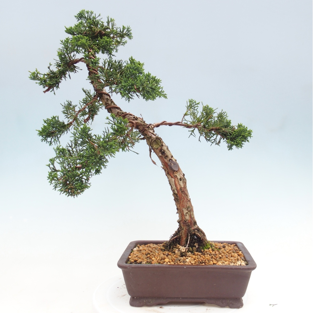 Bonsai für draußen - Juniperus chinensis Kishu
