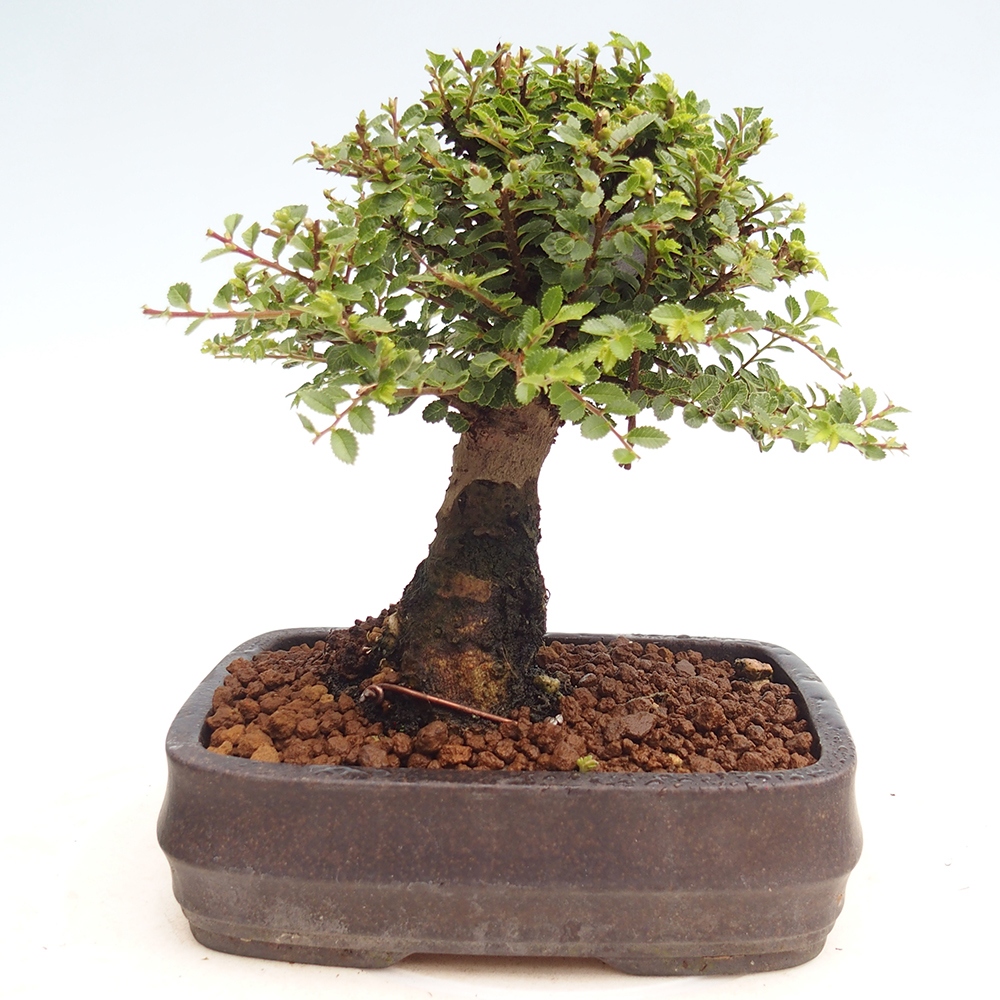 Bonsai im Freien - Ulmus parvifolia Hokkaido - Chinesische Ulme