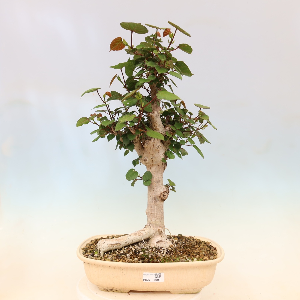 Zimmerbonsai - Hibiscus tiliaceus - Meeres-Hibiskus